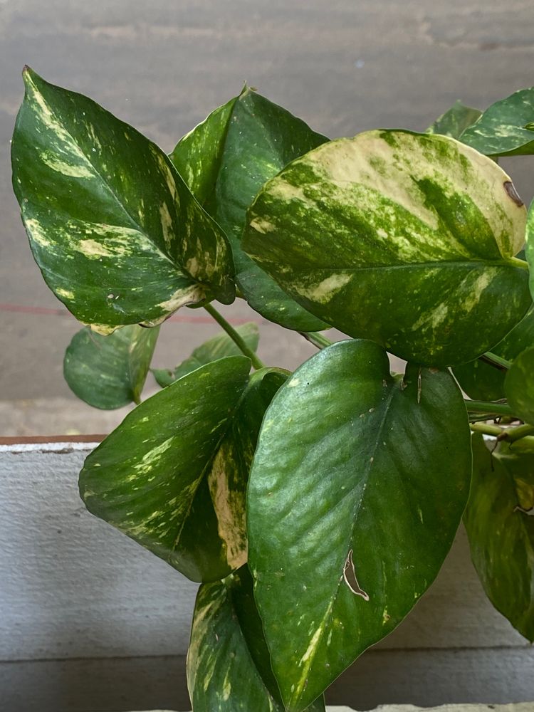 Golden Pothos (Also known as Money Plant)