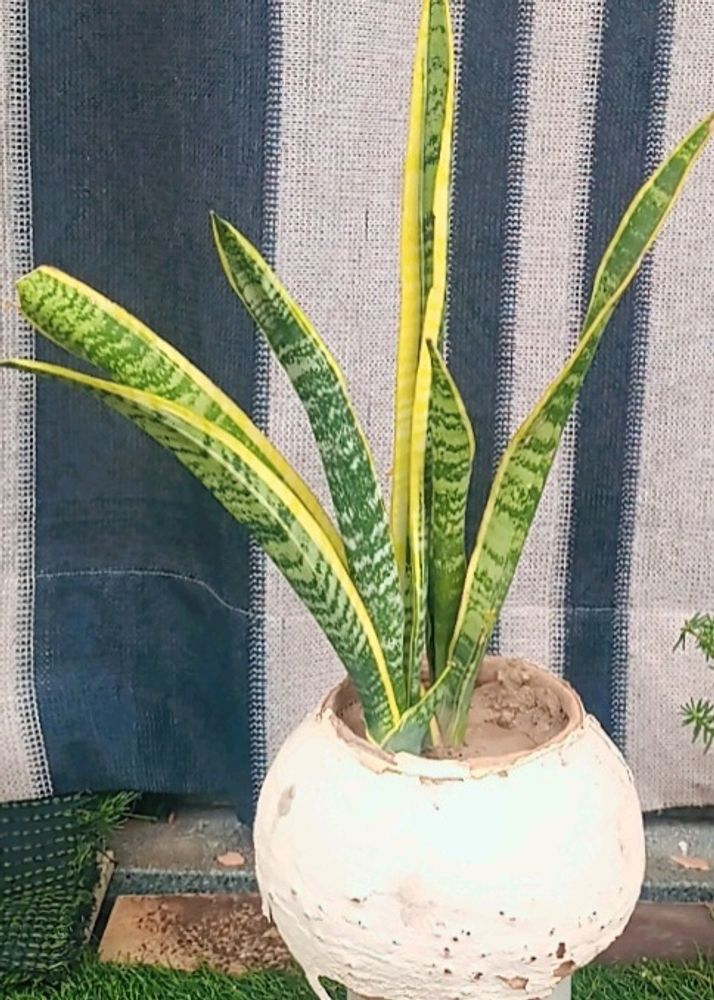 Healthy Rooted Snake Plant In Same Condition