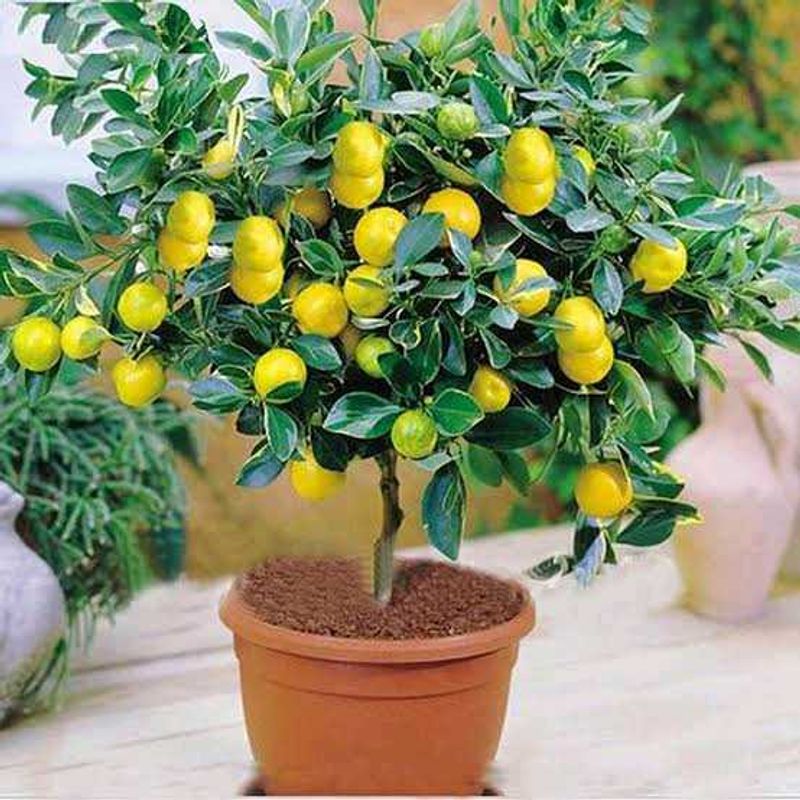 Best Quality Fruit Plant