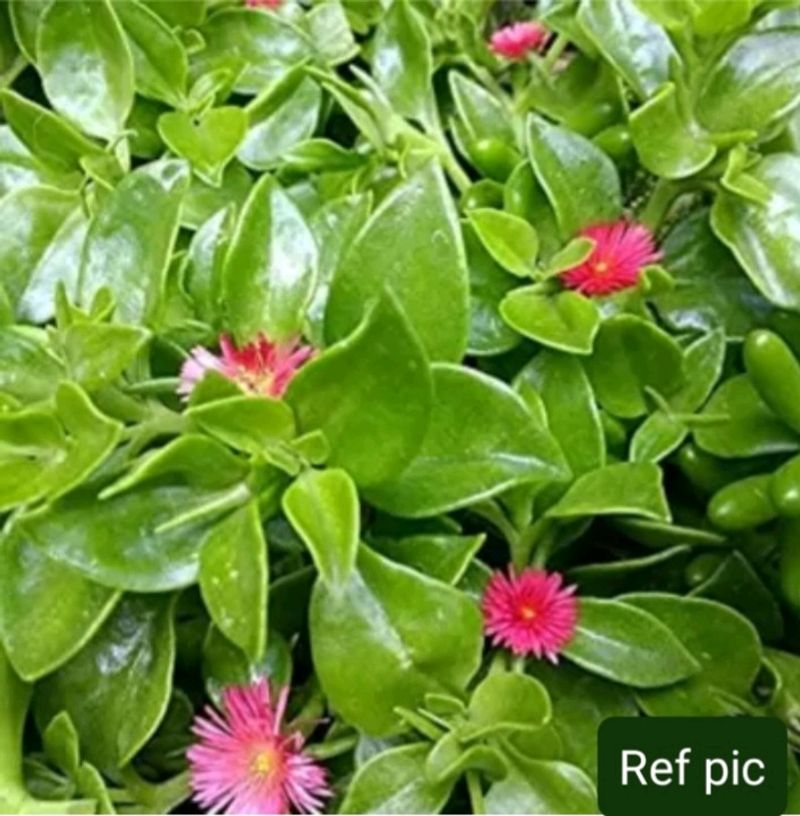 Baby Sun Rose Plant Cutting With Roots