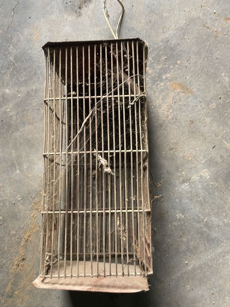 चूहादानी (rat trap)