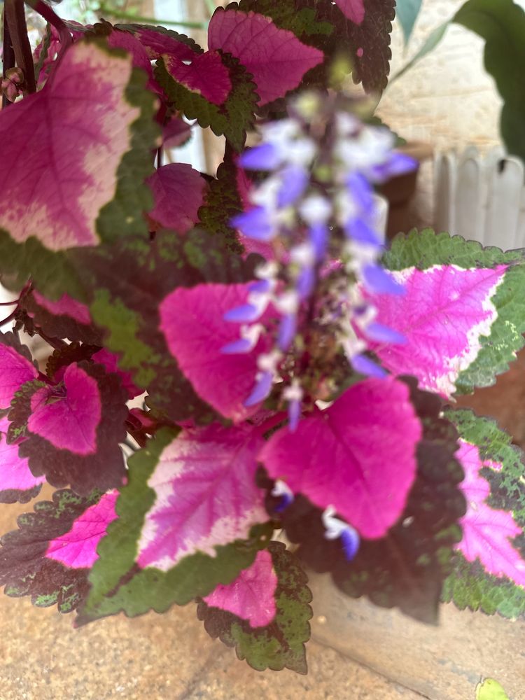 Coleus Plant Cuttings 5 Stems