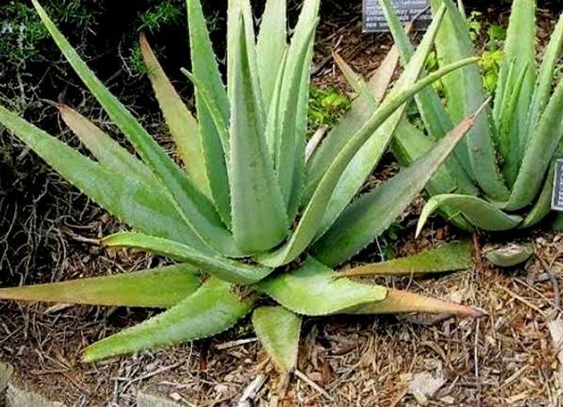 Healthy Aloevera Plant 🌵