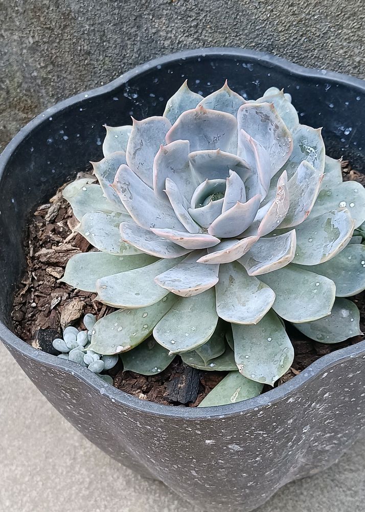 Echeveria