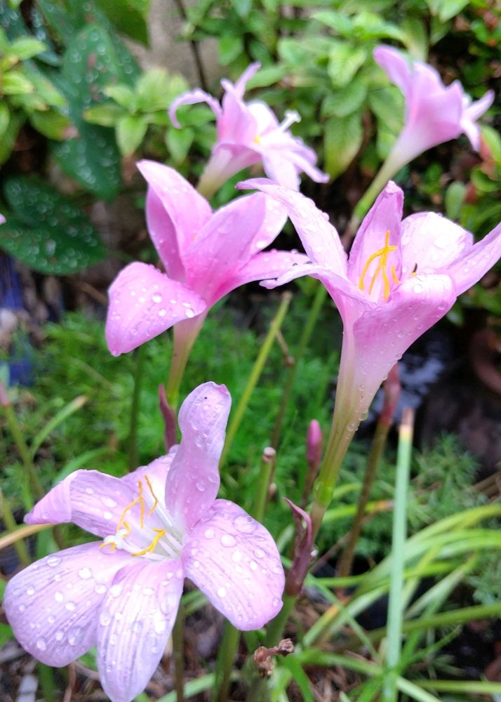 Fairy Rain Lily Bulbs