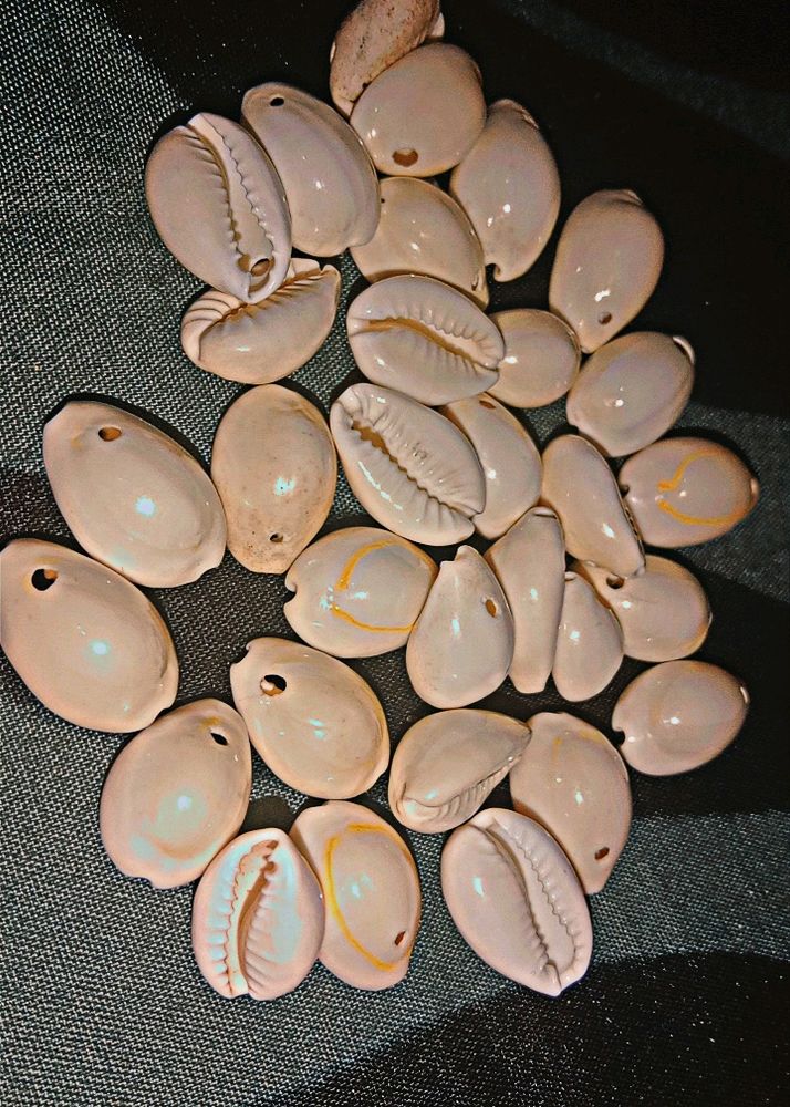 Natural Guvvalu Cowry  Kodi (White Cowry31)