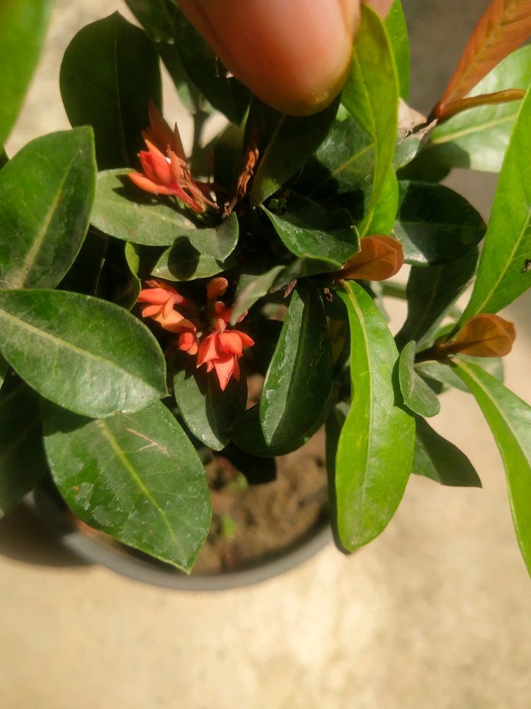 Beautiful Red Ixora Permanent Flowering Plant