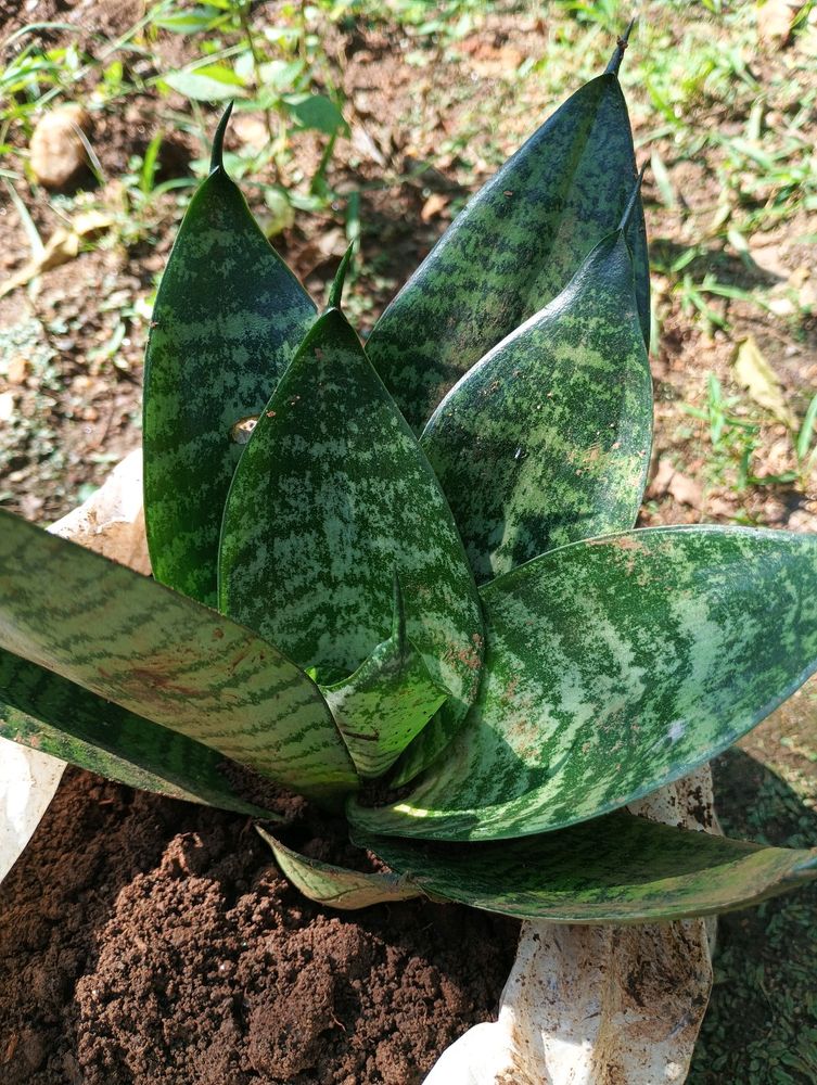 Dwarf Snake Plant