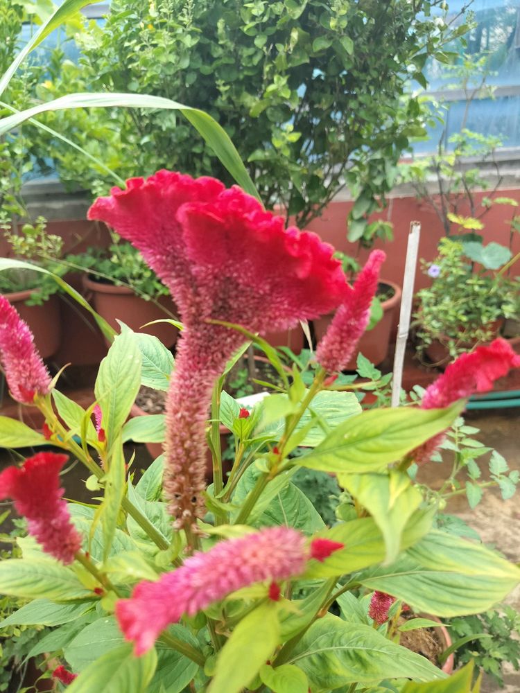 Red Velvet Flower Plant