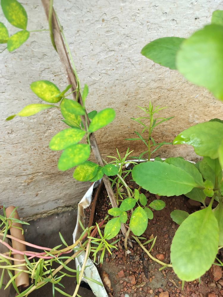 Single Petal Blue Aprajita Plant