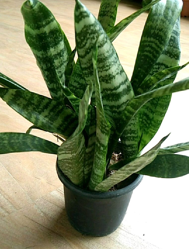 Snake plant Long with pot