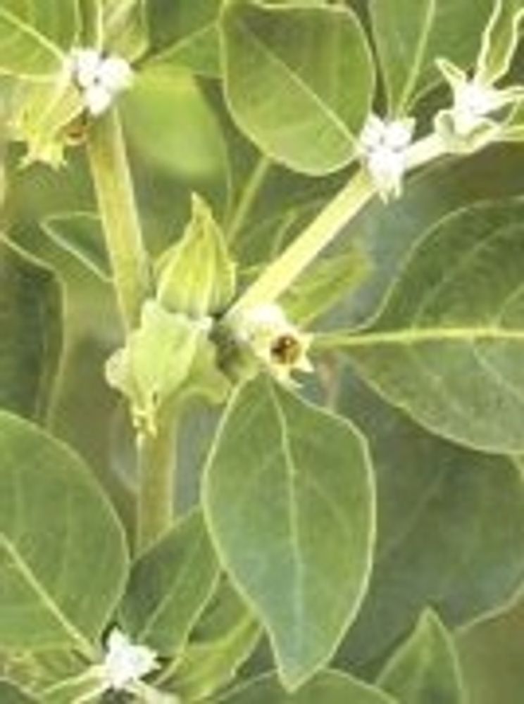 Ashwagandha Plant