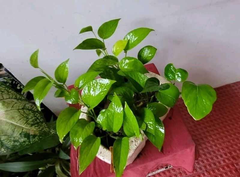 Evergreen Money Plant 🌱 & Pot