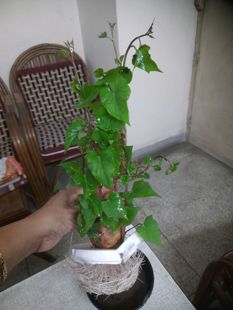 Sweet Potato Plant