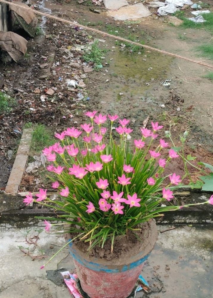 Rain Lily 3 Plants