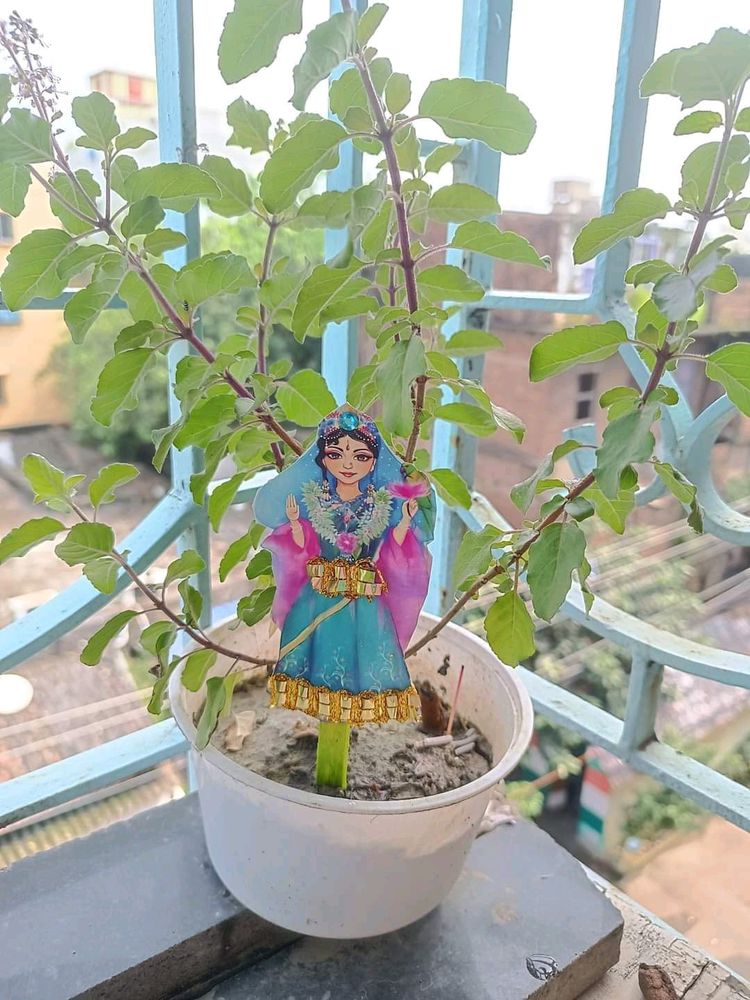 Tulsi Plant, Rama Holy Basil