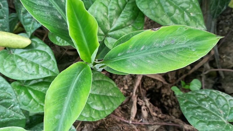 Dwarf Banana Plant