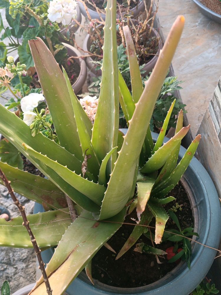 Aloevera Plant ☘️