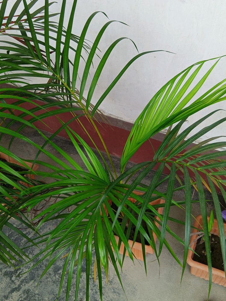 Areca Palm