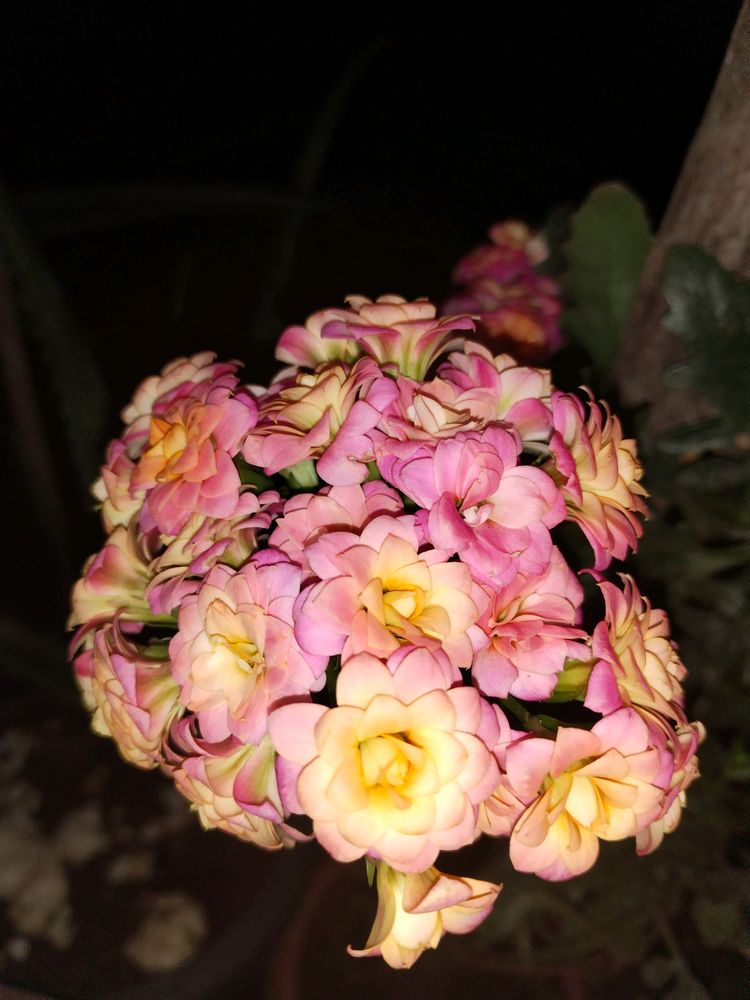 Rare Florist Kalanchoe