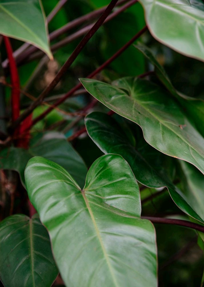 Red Emerald Philodendron Plant