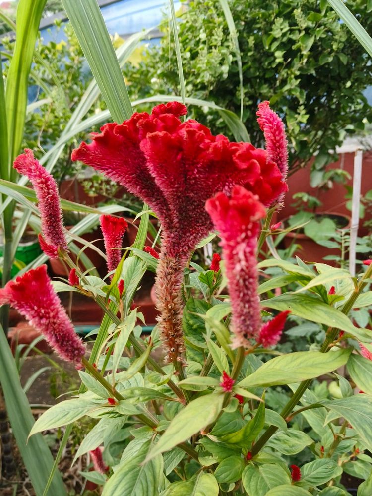 Red Velvet Flower Plant