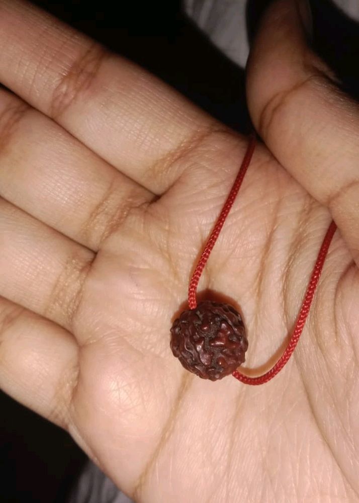 5 Mukhi Original Rudraksh, Ye Rudraksh New He... B