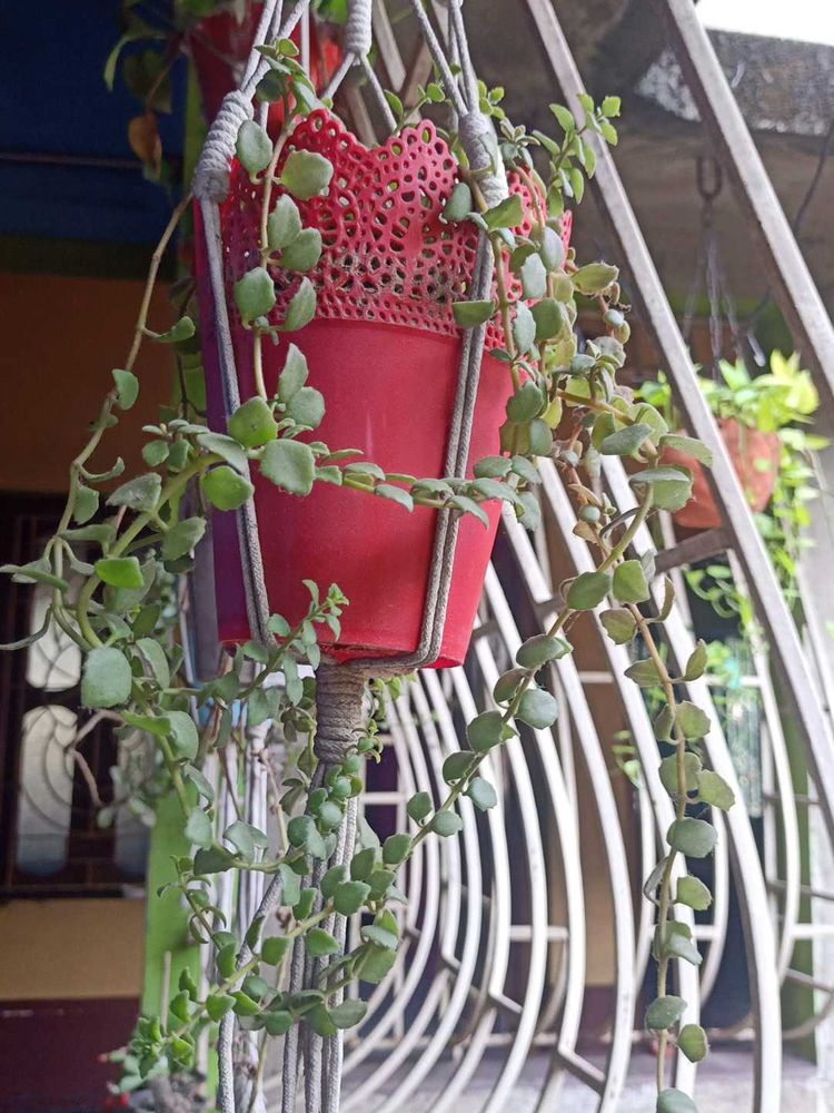 Tangled Heart Hanging Plant