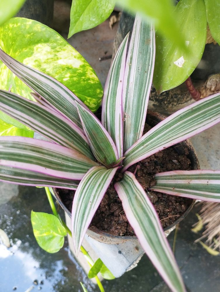 Pink Rhoeo Tradescantia Plant ☘️