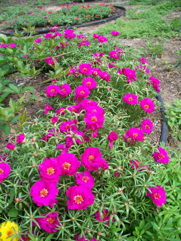 Dark Pink Portulaca Flower Plants With Roots