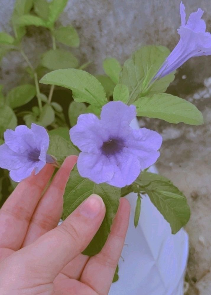 Mexican Petunia Plant Cutting