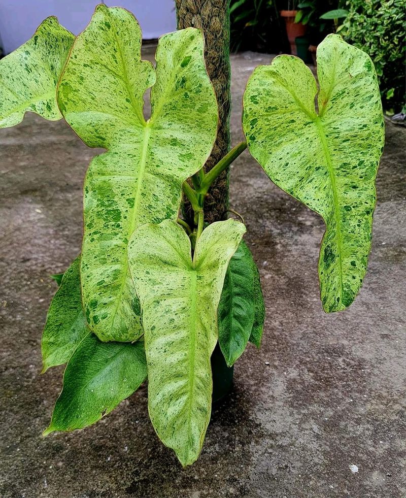 ParaisoVerde Philodendron