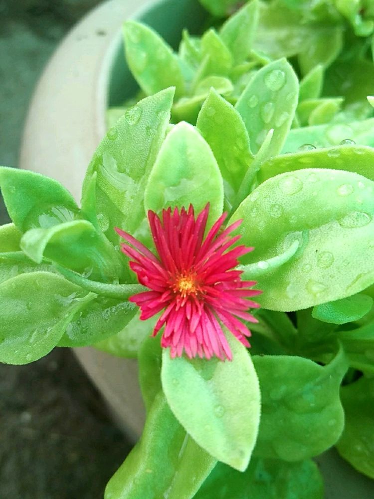 Sunrose Plant