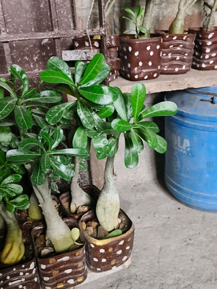 Pink colour Adenium Plant With Pot