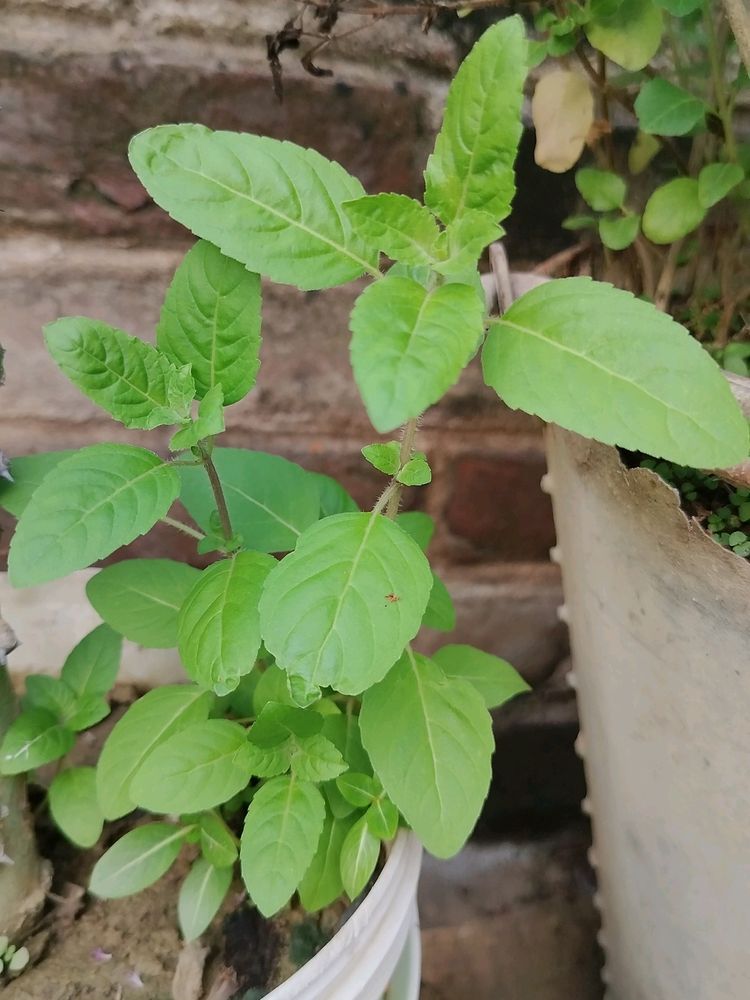 Tulsi Paudha