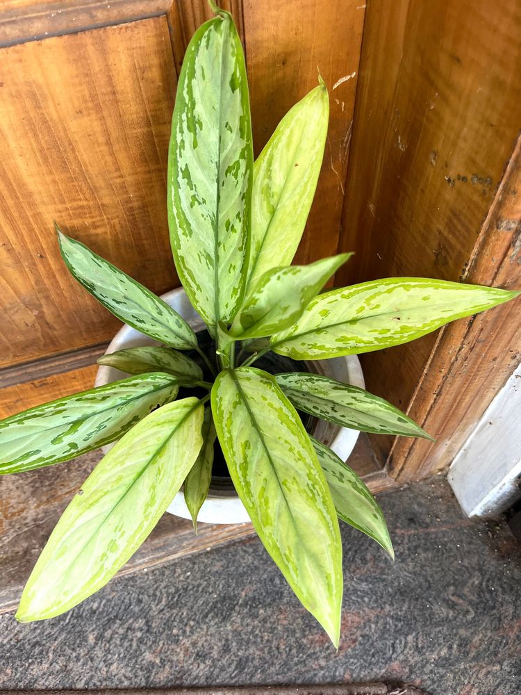 Aglonema plant- exact same