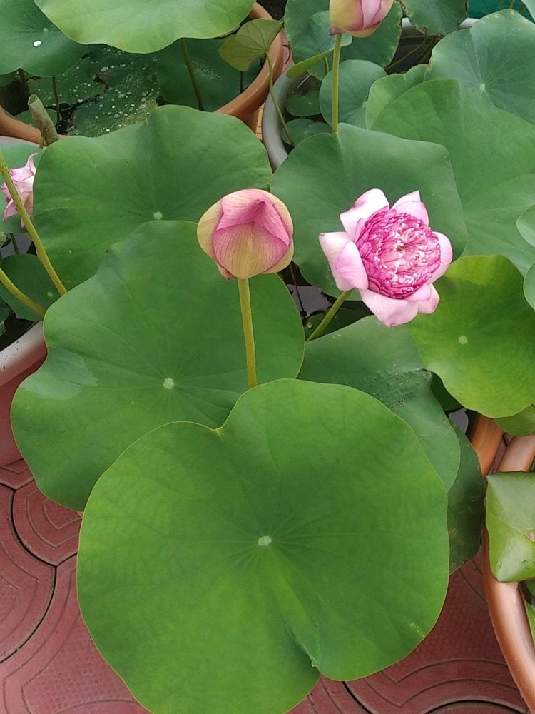 Lotus Plant Rizohme