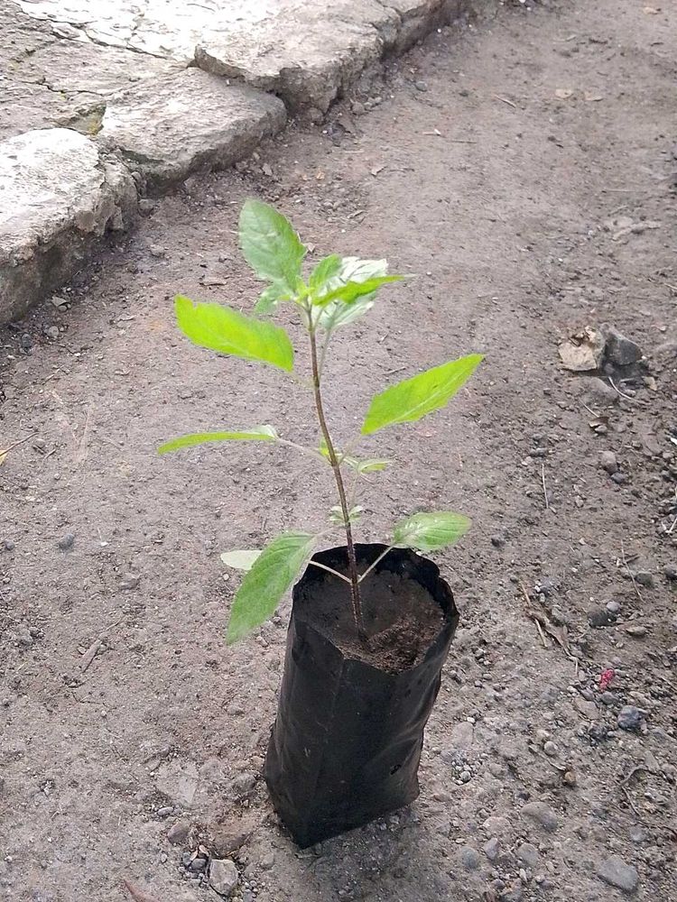 Tulsi Plant