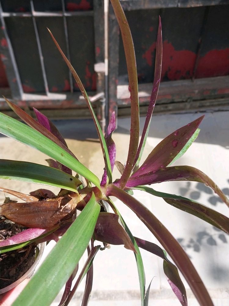 Purple Oyester Plant