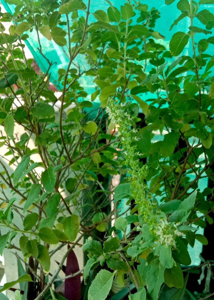 Green Tulsi Plant