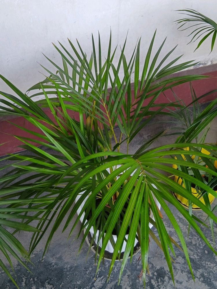 Areca Palm Bunch