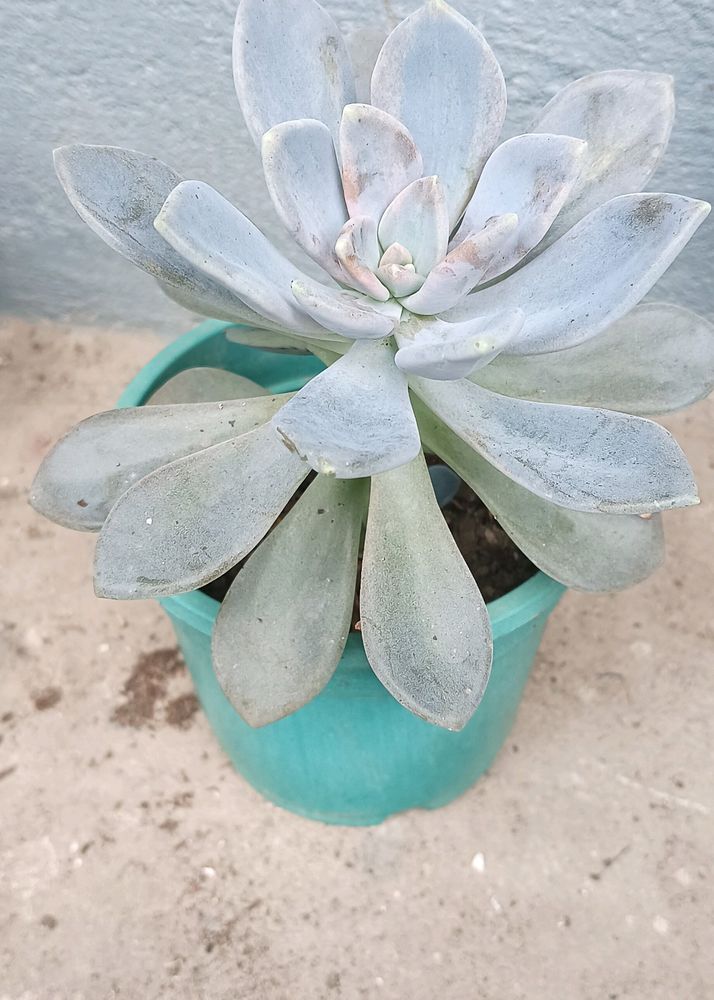 Variegated Succulent