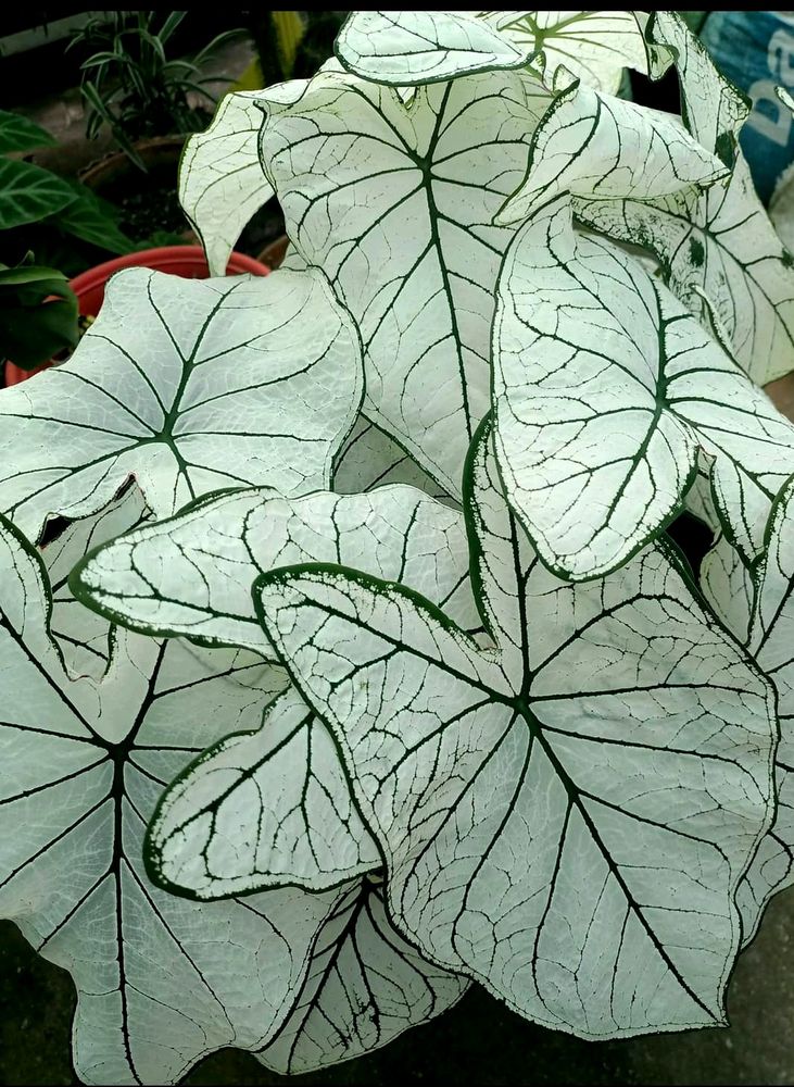 Caladium White Christmas