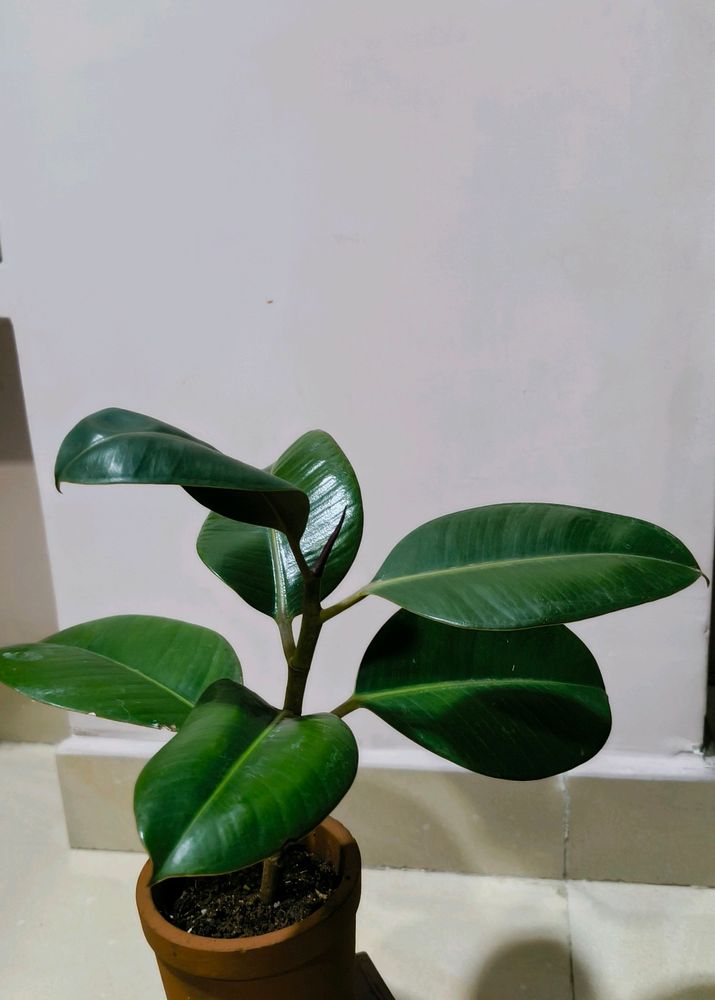 FICUS ELASTICA IN A PREMIUM TERRACOTTA POT