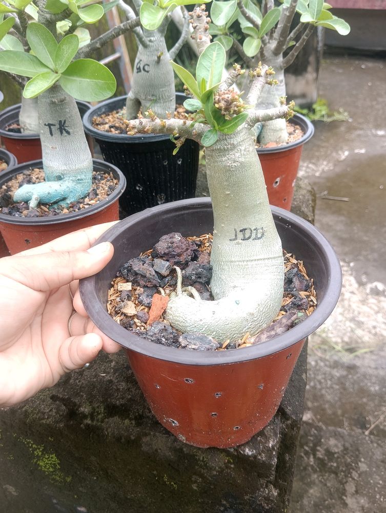 Adenium Arabicum Live Plant ( JDD)