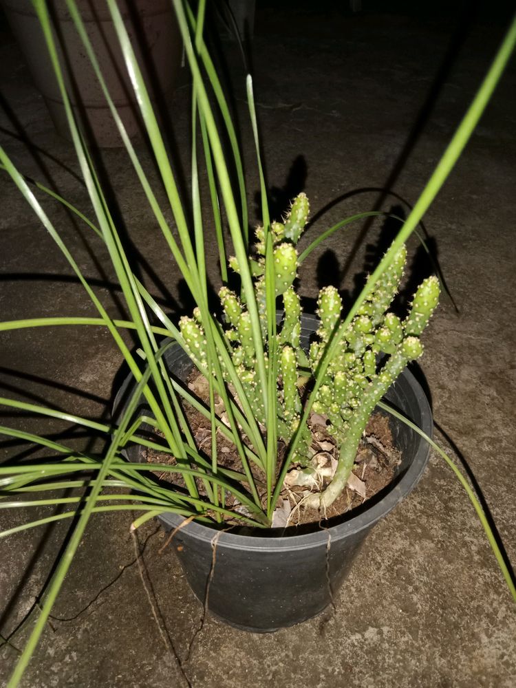 Rain Lily And Opuntia Ficus Indica Cactus Combo