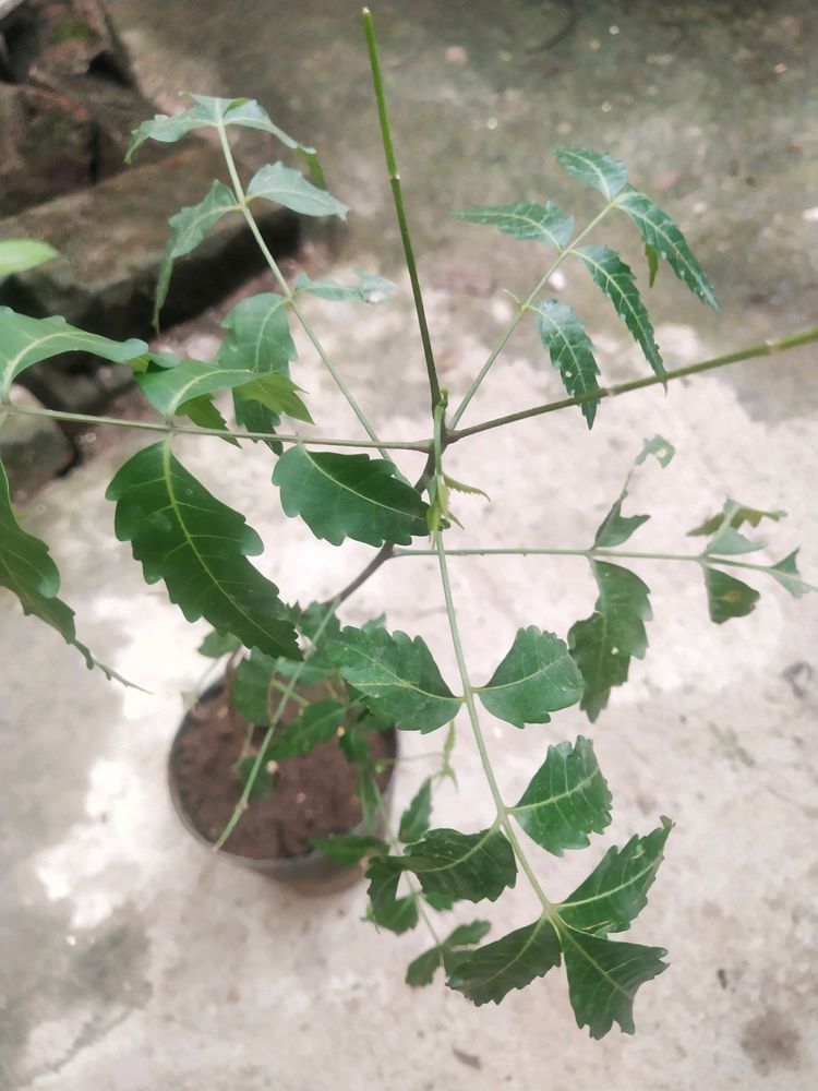 Neem Plant With Pot