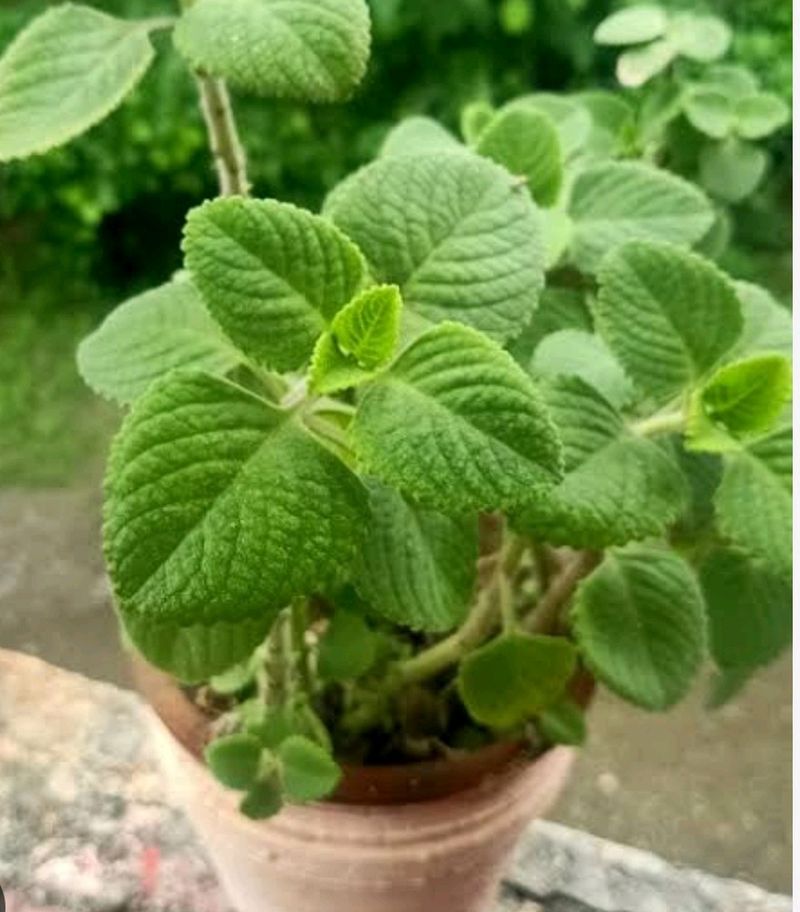 Ajwain Plant