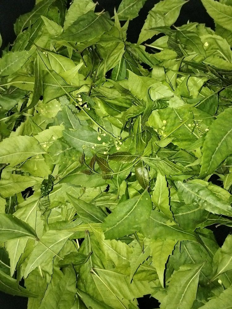 Neem Leaves