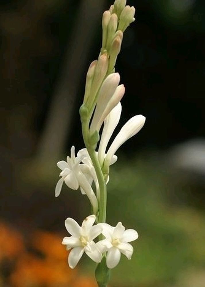 Tuber Rose Bulbs